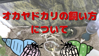 オカヤドカリの飼い方