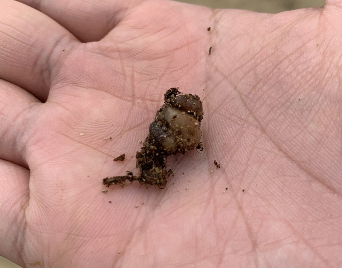 チョロギ栽培60日目 - 土中で腐ってしまった種芋