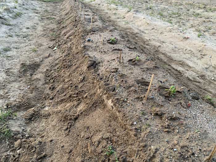 チョロギ栽培60日目：畑に植えたチョロギの様子