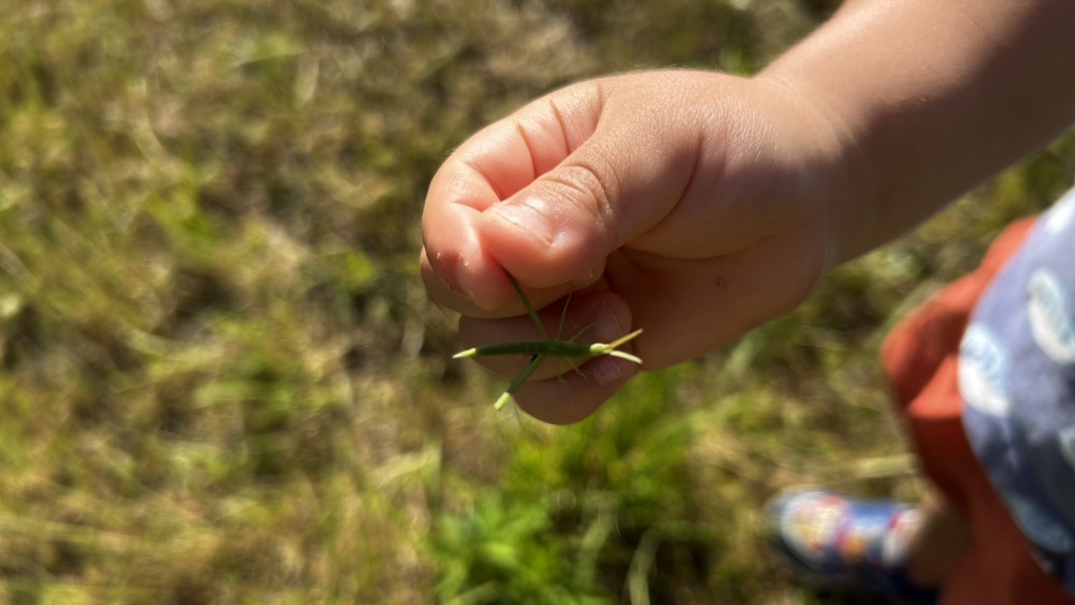 自宅の庭で発見したショウリョウバッタの幼虫