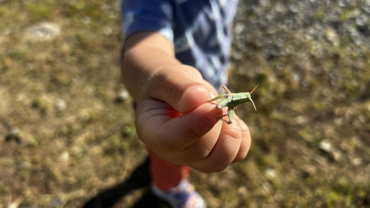 庭で見つけたトノサマバッタの幼虫