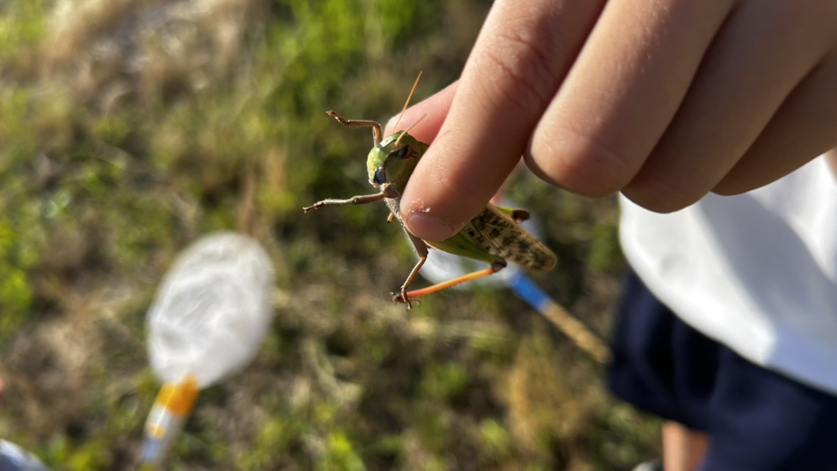 庭で発見したトノサマバッタの成虫