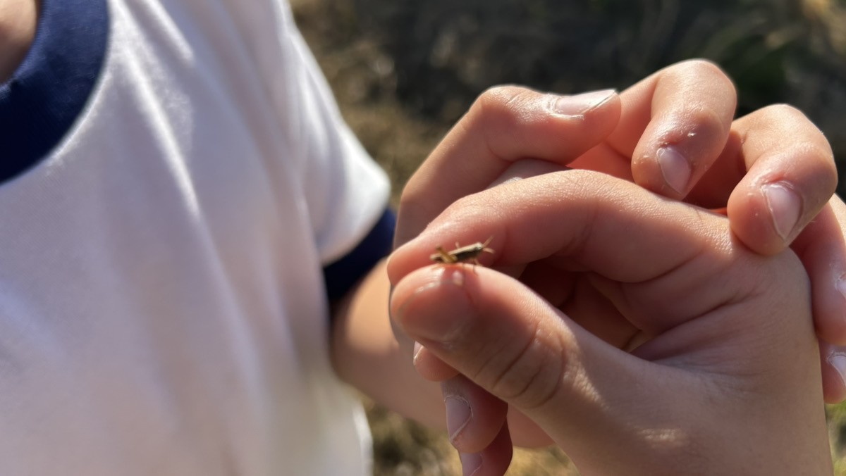 庭で発見したツチイナゴの幼虫