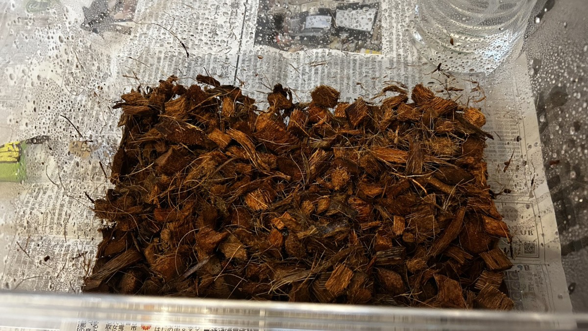 ヘラクレスリッキーの飼育ケースにハスクチップを敷いた様子