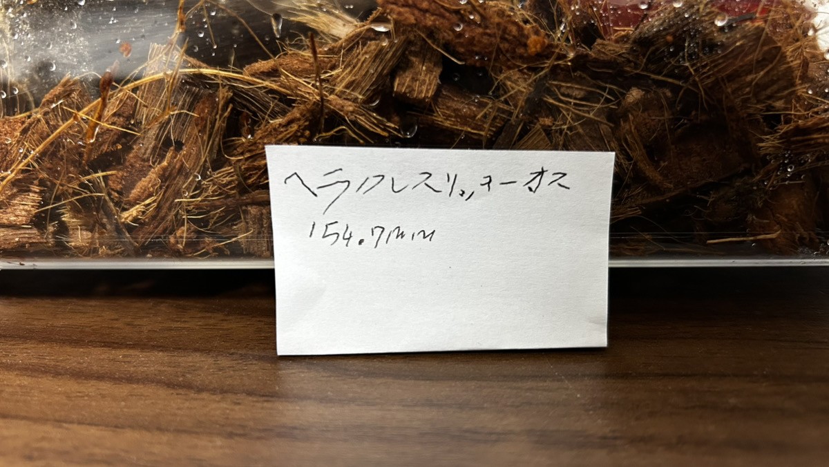 長男隊長が手書きで作成したヘラクレスリッキーのオス用飼育ラベル