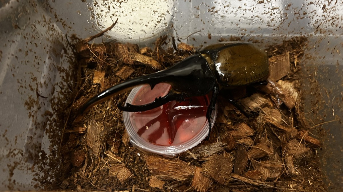 ゼリーを食べるヘラクレスリッキーの写真