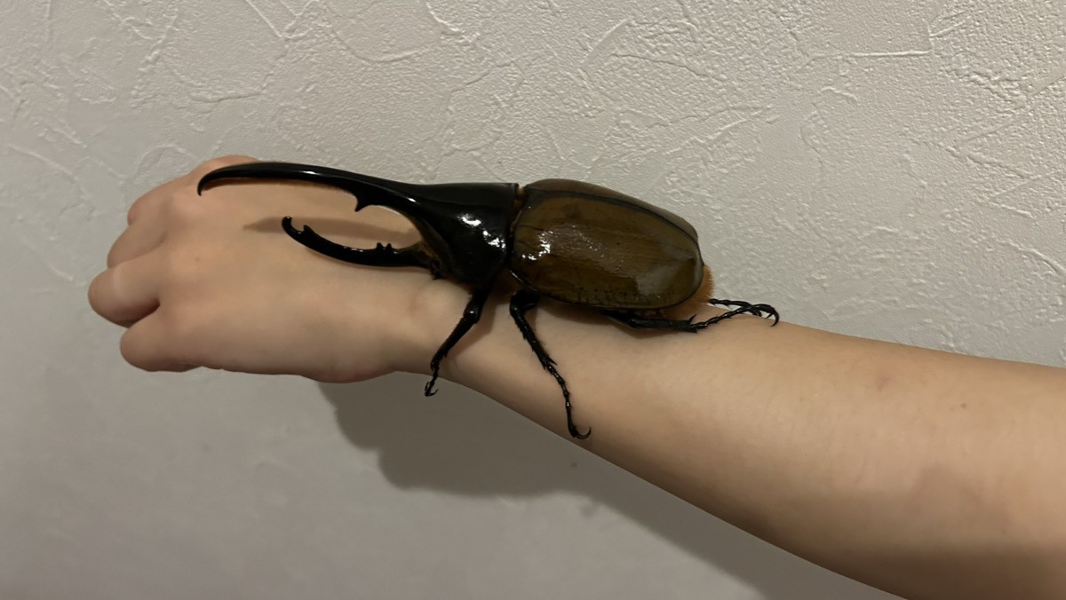 妻の腕にしがみつくヘラクレスリッキーの写真